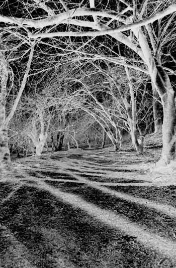 Televine, Photography art / New York City, Art Galleries, London, New York City, Hong Kong, Paris, Rome - Link